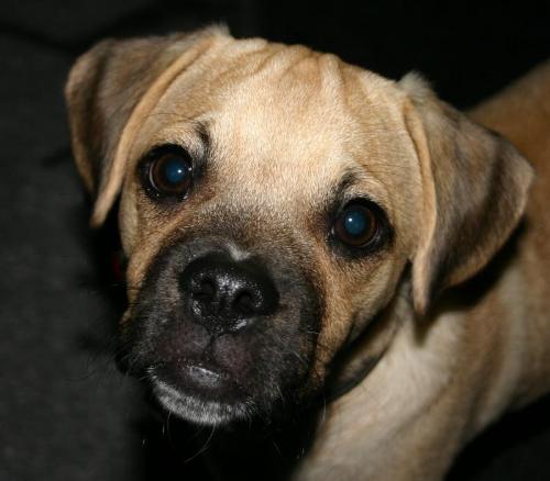 this is a puggle  - arent they just so damn cute ..
