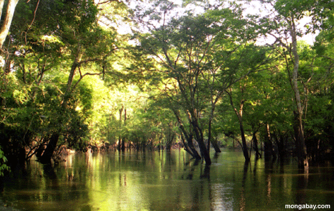 Forest in water - Forest