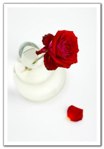 flowers - good one isn't it
