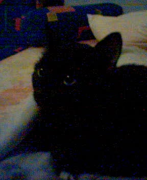 Mishu - my cat