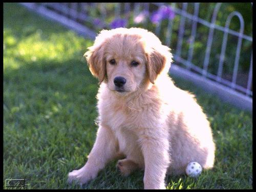 my puppy - my puppy name:juju