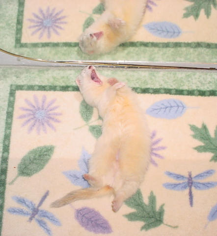 funny ferret - ferret funnies