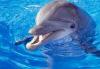 dolphin talk - got from member of dolphin group