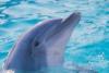 trained dolphin mecko - trained dolphin mecko