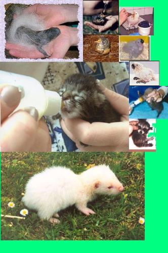 babies - baby animals