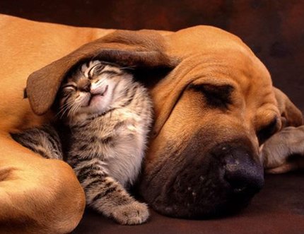 cuddle bugs - cuddle bugs