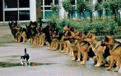 brave cat -  brave cat and well trained dogs