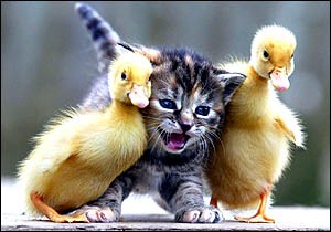 gangster ducks - gangster ducks