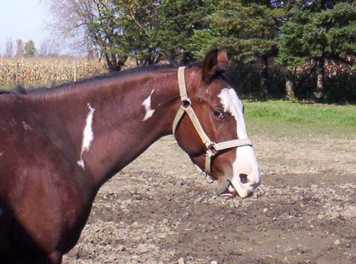Funny face - My little mare.  Not sure what she was doing but it sure is a funny face