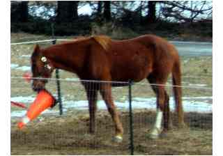 Joey and the cone - Here is a picture of my 9 year old gelding Joe, I snuck up on him while he was playing with the cone.  He would pick it up in his mouth and move his head up and down.  It was so funny