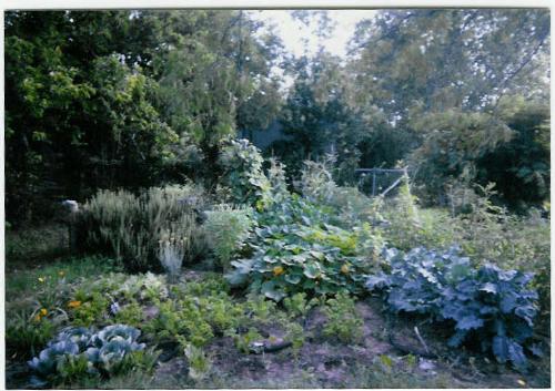 My Garden - My backyard garden last time I was able to plant one on time
