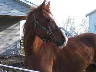 Joey - I am not sure what caught his eye but I thought this was a really good picture of him. He stands so proud.