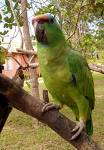 Parrot - Parrot