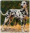 dalmatian - dalmatian