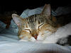 Maya - This is my sweet kitty girl. She is 2 years old and a calico.