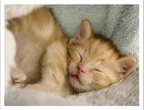 cat  - Soooo Sweet