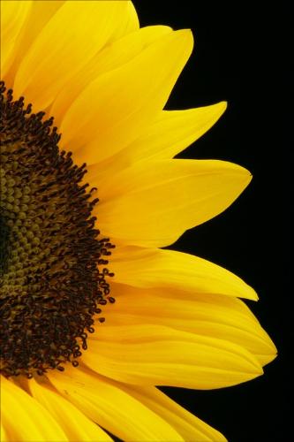 The Yellow Of The Sunflower - Sunflower
