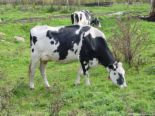 cow in the farm - cow in the farm