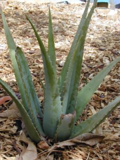 aloe vera plant - Picture of an aloe vera plant mentioned in a couple of discussions.