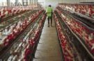 poultry farm - i'm looking forward to owning a poultry farm like this one.