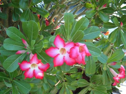 pink flowers - I took these photos at the Botanical Gardens in Largo FL, Sept. 2006.