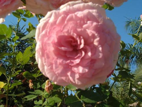 pink rose - I took these photos at the Botanical Gardens in Largo FL, Sept. 2006.  This is a pink rose.