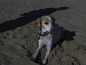 Peggy on the beach - Peggy on the beach