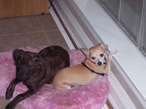 my doggies - my doggies