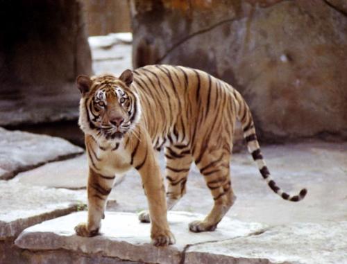 Tiger - Tiger
