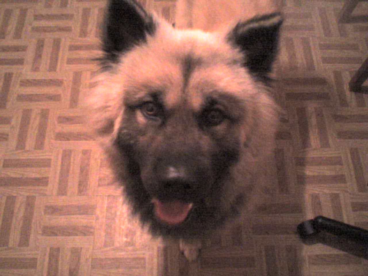 My Dog - This is my 2 1/2 year old Chow Chow/German Shepherd dog. His name is Bear and he's a real sweetheart.