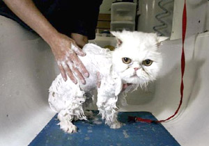 wet cat - wet cat