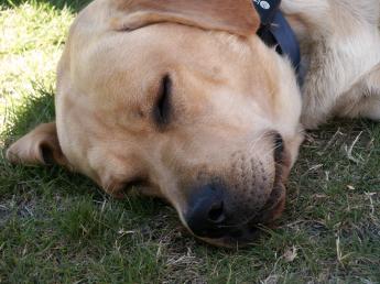 sleepy puppy - my cute sleeping puppy