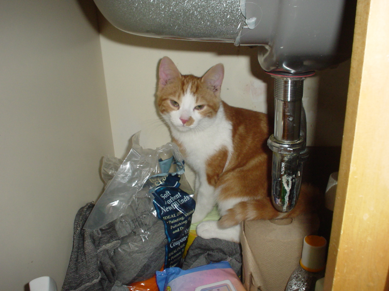 Jinx - This is my cat Jinx exploring the plumbing in our old apartment.