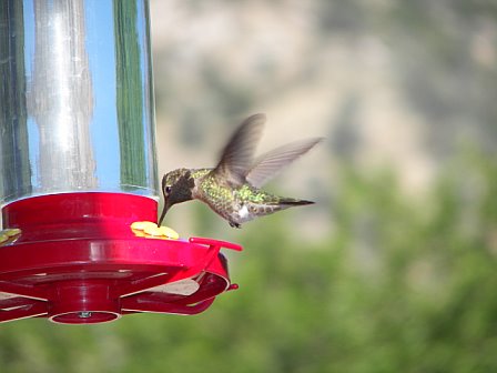 hummingbird - This was taken in California with my new digital camera and I think it is so beautiful.