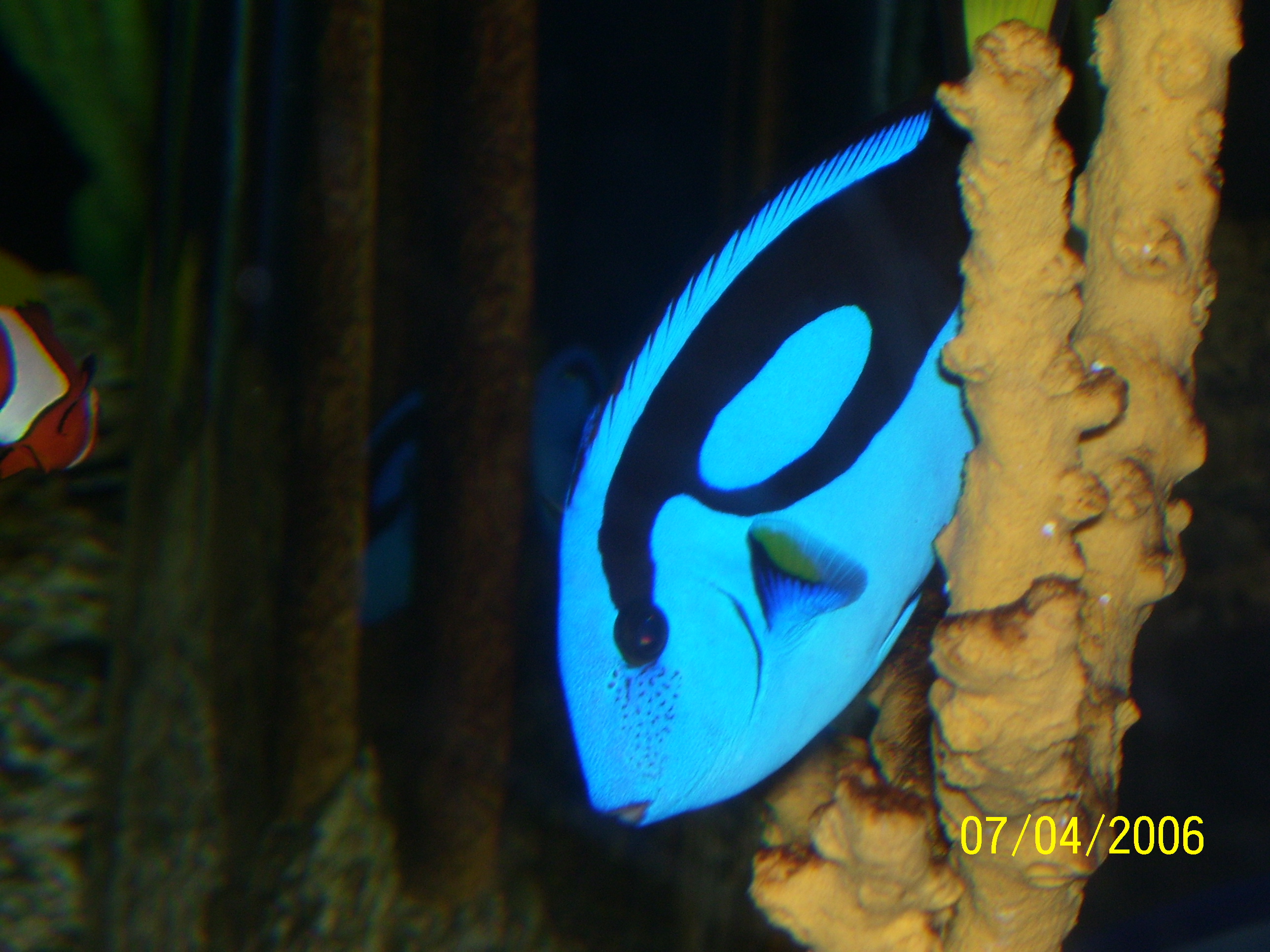 Look it's Dory! - This little fish looks just lie Dory from finding Nemo!