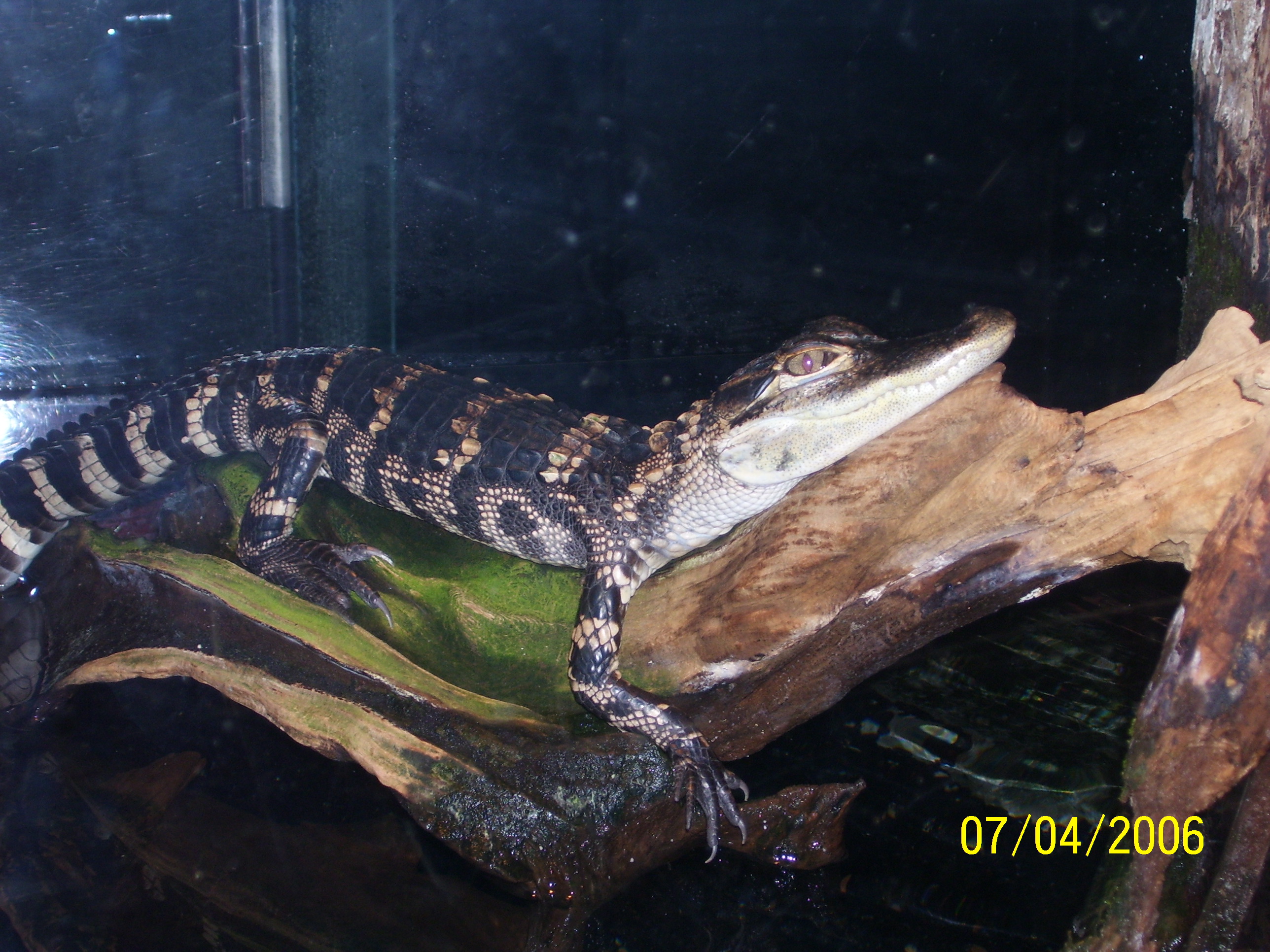 Baby Alligator - Here is a cute little alligator!