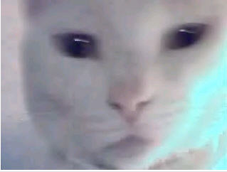 cuteeee cat, isn't it!  - cuteeee cat, isn't it!
