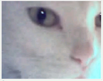 cuteeee cat, isn't it!  - cuteeee cat, isn't it!