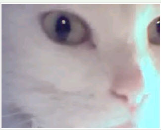 cuteeee cat, isn't it!  - cuteeee cat, isn't it!