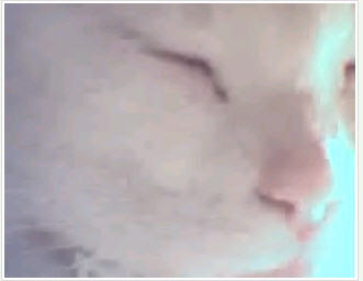 cuteeee cat, isn't it! cuteeee cat, isn't it!  - cuteeee cat, isn't it!