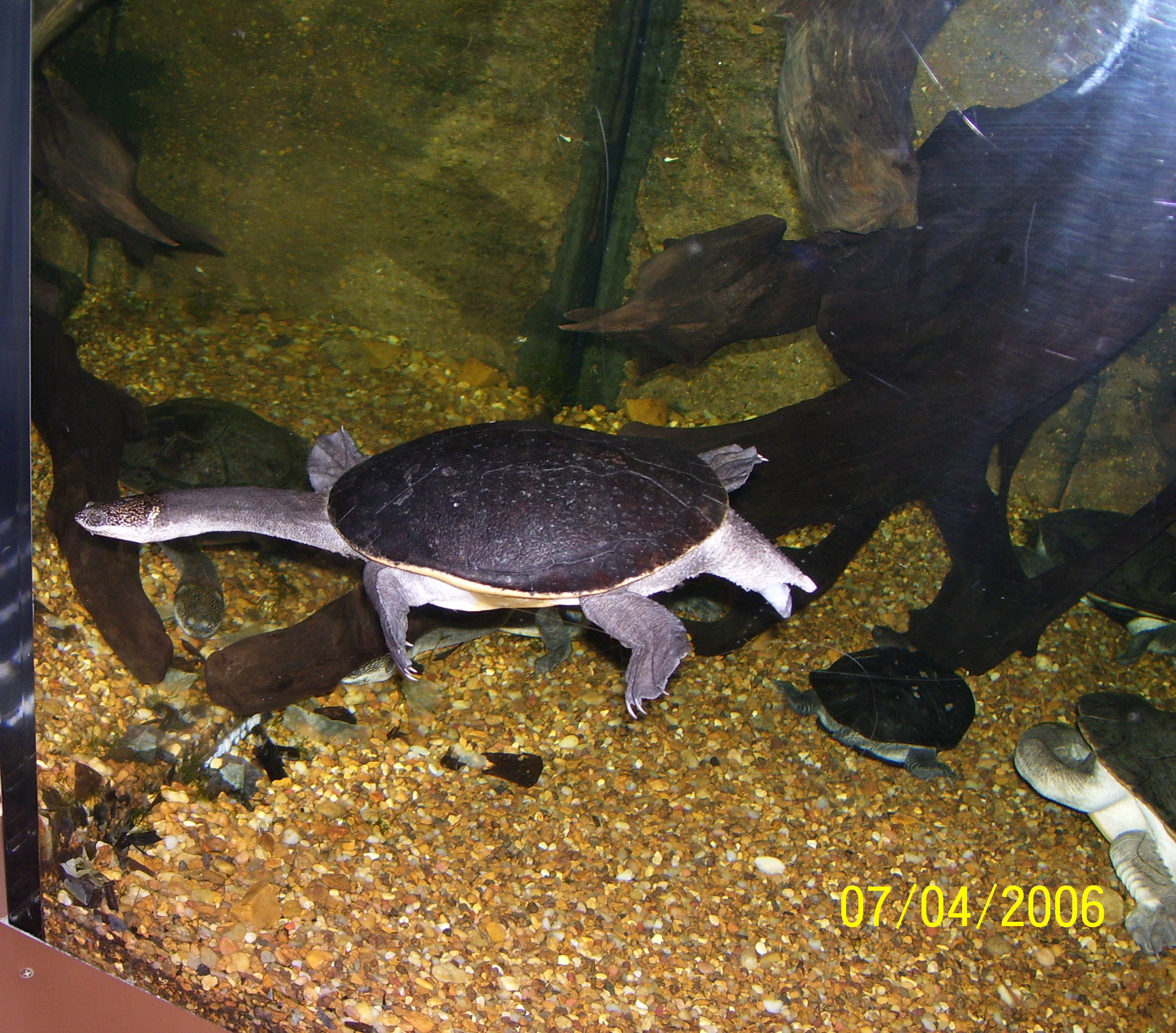Turtle - Here is turtle with a loooong neck!