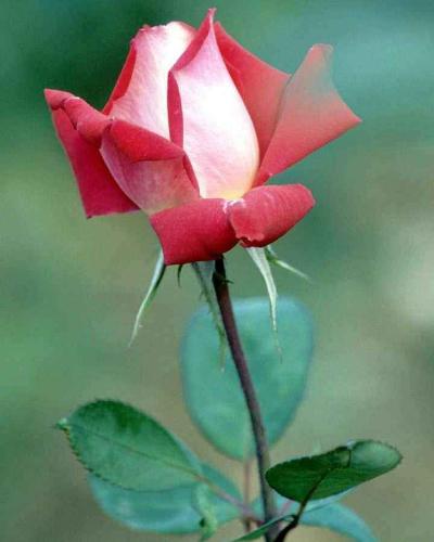 a smile to a friend! - a red rose