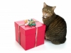 love cats!! - cat