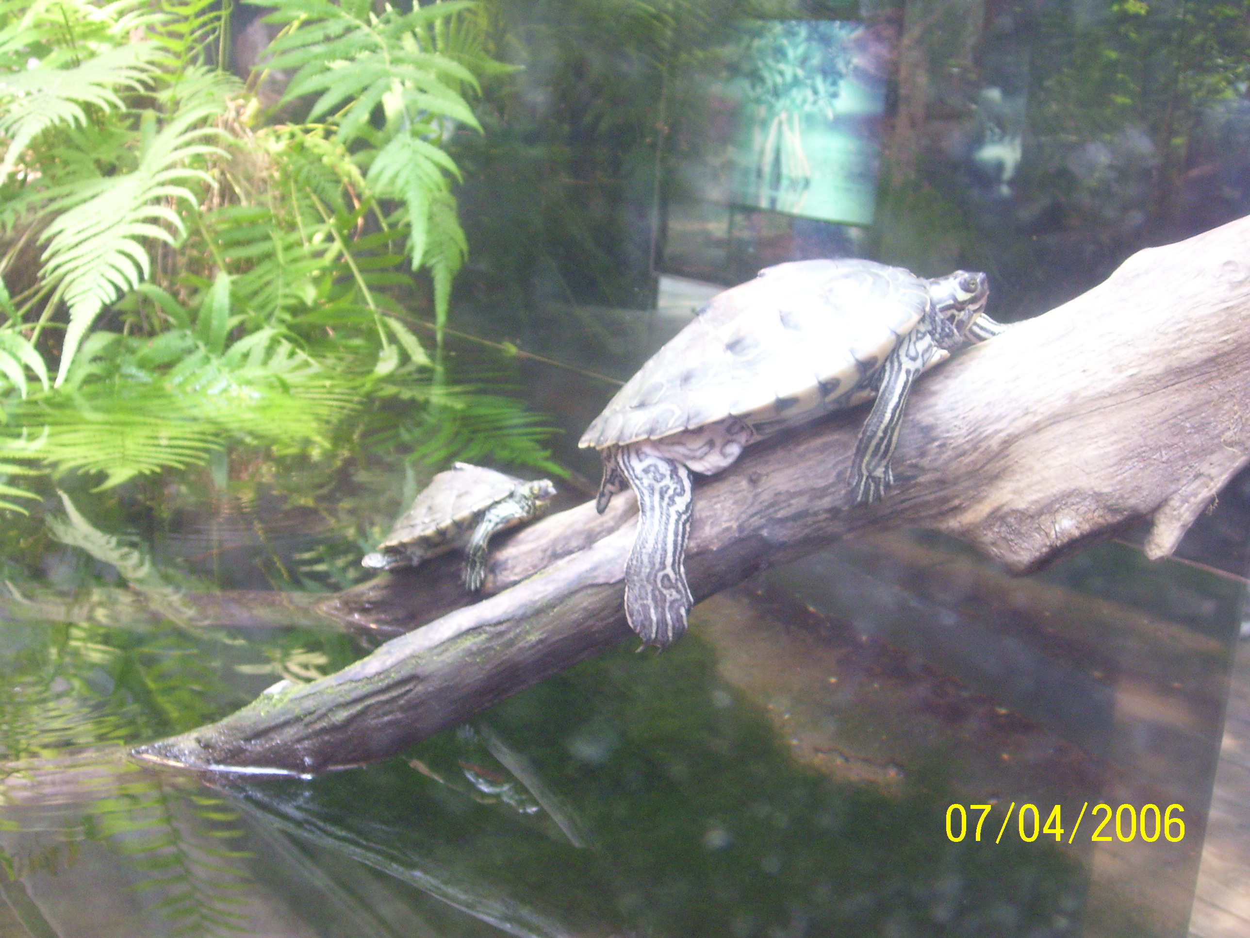 Turtles - Here is a mommy and baby turtle sunning. How cute!!