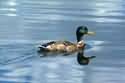 duck over water - duck swims over water....onecan see its reflection in the water...good picture.