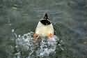 duck dip - duck takes a dip in the water and ends up showing its behind...hehehehe.