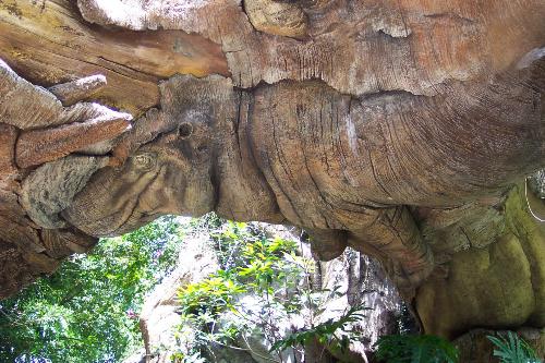 Mystery Tree - The trunk of the tree has various carvings of animals like monkeys, crocs and other animals.