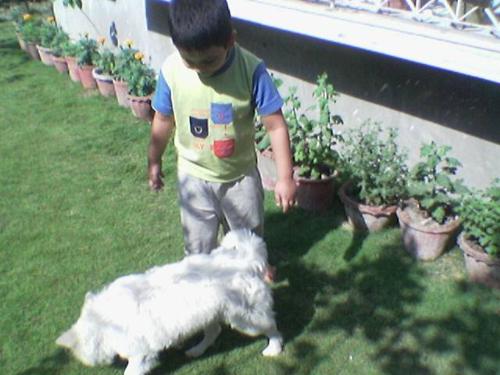 MY SON AND MY POOPSY - PESTA AND POOPSY PLAYING---2.12.2006