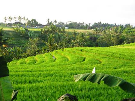 rice terrace - a beautiful view that you can't enjoy everyday