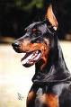 doberman - doberman